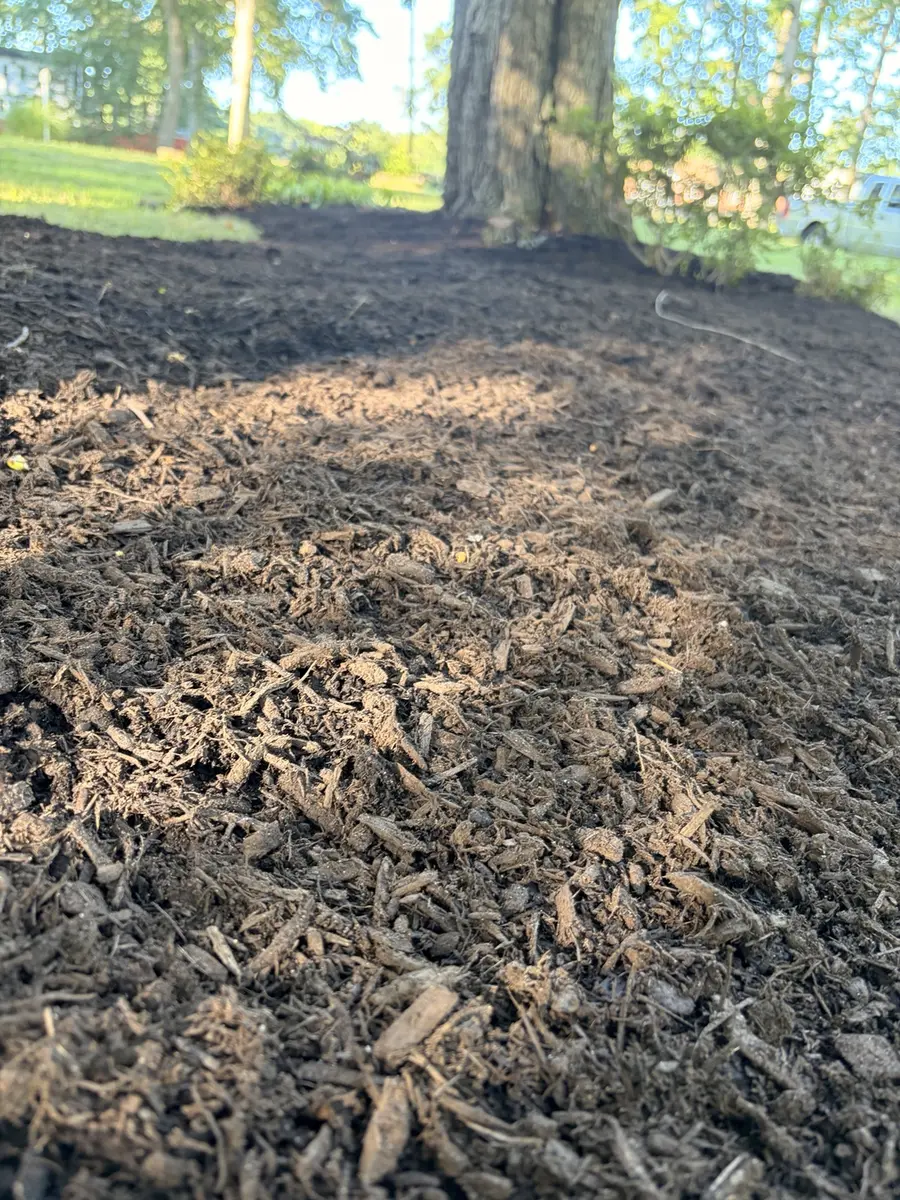 Fresh natural hardwood mulch installed around a mature tree
