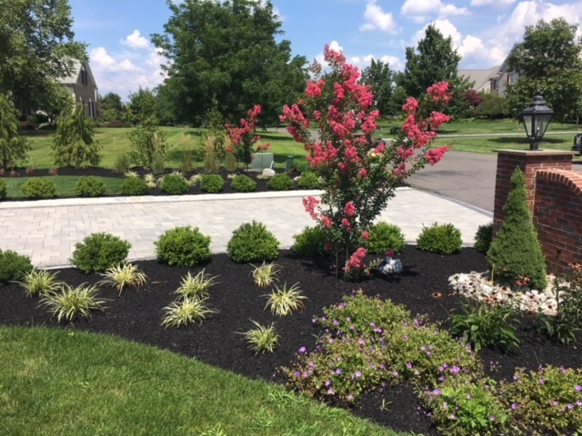 New tree planting with finished mulch beds